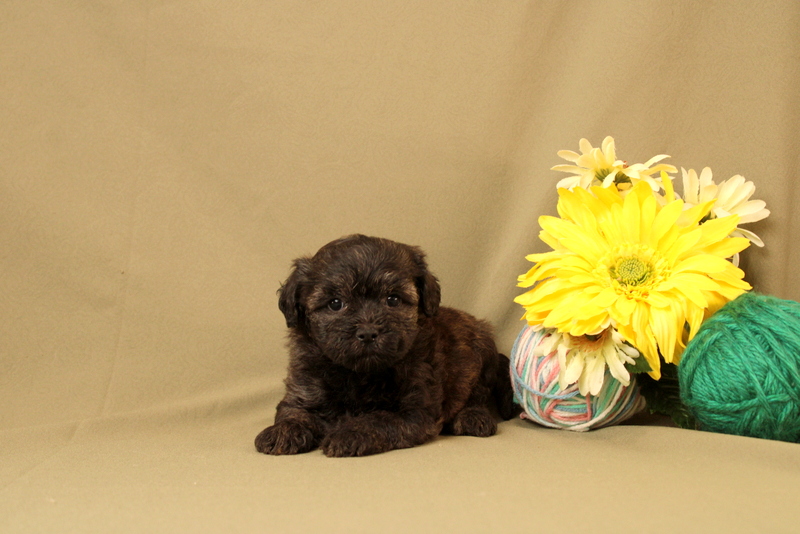 puppy, for, sale, Maltipoo, Matthew B. Stoltzfus, dog, breeder, Gap, PA, dog-breeder, puppy-for-sale, forsale, nearby, find, puppyfind, locator, puppylocator, aca